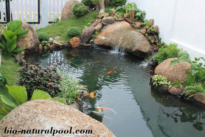 Kỷ thuật hồ cá Koi