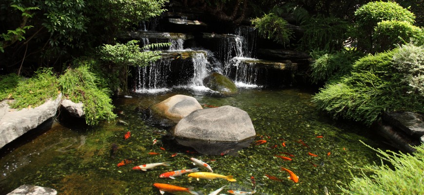 hồ ca koi